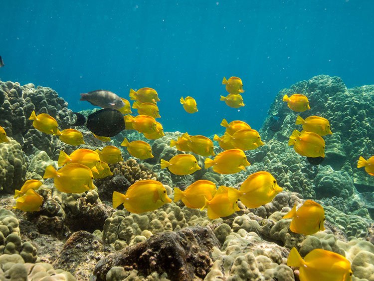 Hawaii Snorkeling