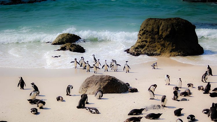 Boulders Beach Penguins -